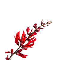 شجيرات إرثرينا إنديكا